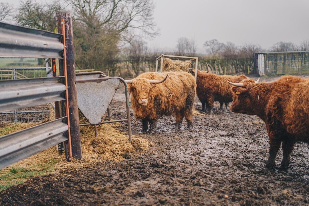 Fluffy Cows: The Adorable New Trend in Farming