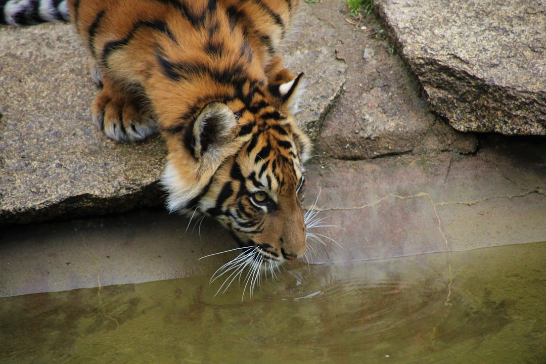 Exploring Zooville: A Fascinating World of Wildlife