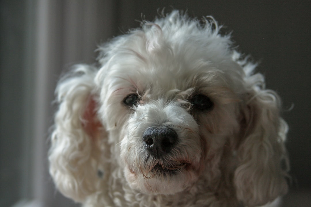 Meet the Mini Aussiedoodle: A Perfect Companion