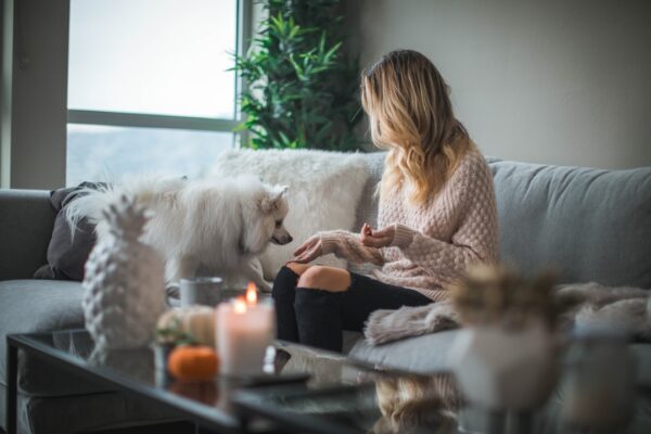 Meet the Mini Aussiedoodle: The Perfect Companion for Any Home