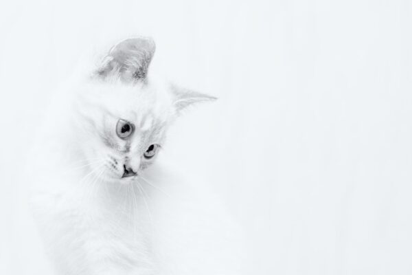 The Mysterious Charisma of Grey Cats