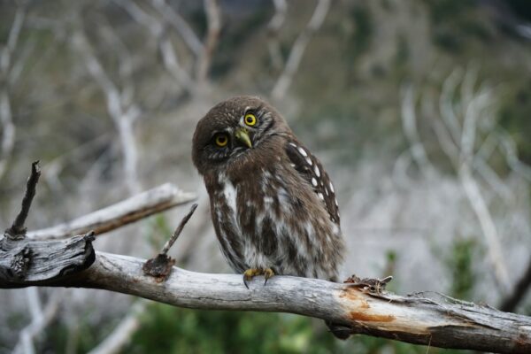 The Enigmatic Beauty of Owls: A Majestic Drawing