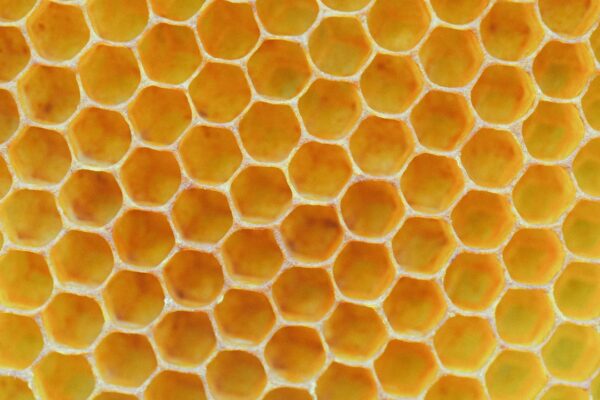 Bee Vitality: The Key to Sustainable Agriculture