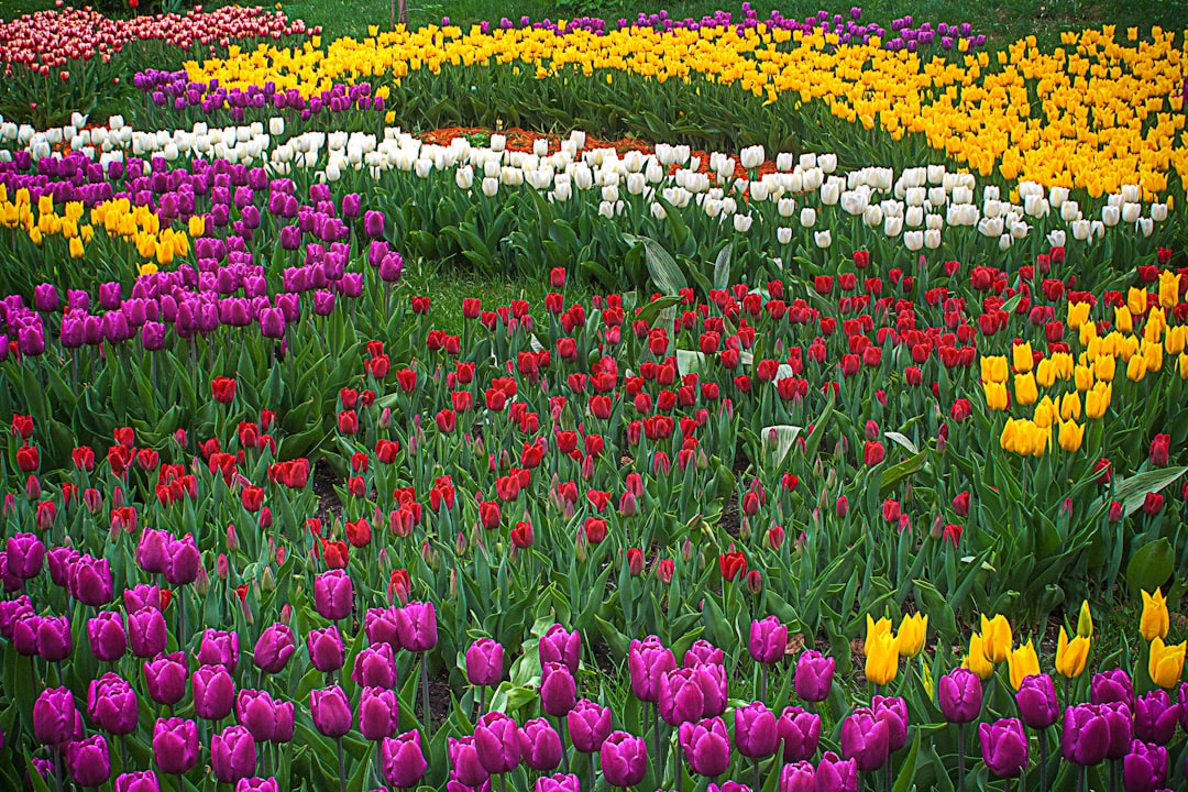 Efflorescence: The Blossoming Beauty of Nature’s Flourishing Flowers