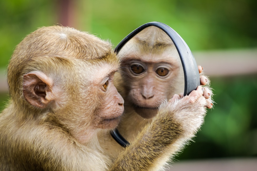 Rare Albino Monkeys Spotted in the Wild